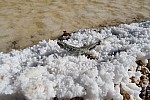 Ještěrka zakonzervovaná v krystalcích soli
