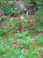 DSCN1777.JPG