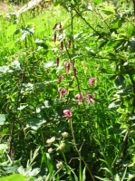 DSCN1817.JPG