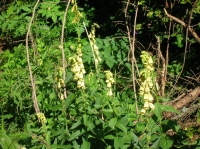 DSCN1820.JPG
