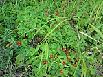 DSCN4652