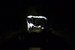 Noční kráva