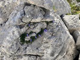 Zvonek campanula zoysii