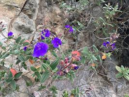 Tibouchina urvilleana