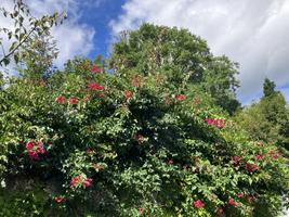 Keř bougainvillea