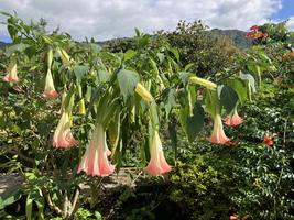 Durmanovec