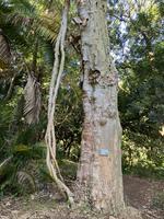 Myrta Melaleuca styphelioides