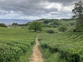 Plantáž nad mořem