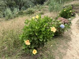 Ibišek čínská růže