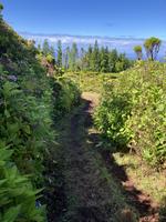 Sestupová cestička