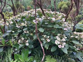 Hortenzie velkolistá