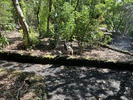 Pávice s pávátkem