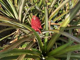 Ananasovník chocholatý