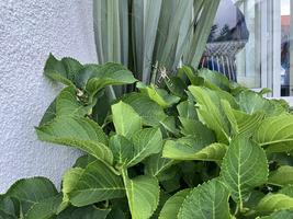 Křižák pruhovaný