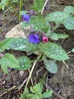 Plicník lékařský