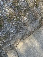 Housenky bourovčíka