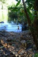 Golden Orb Spider