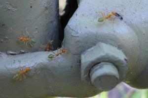Barevní mravenci
