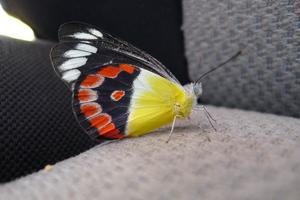 Motýl na sedadle