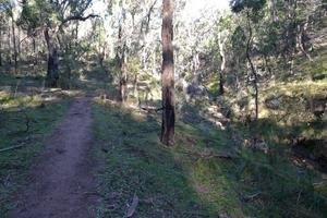 West Spirey Creek Track