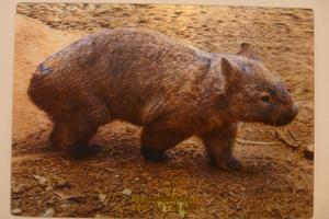 Lentikulární wombat