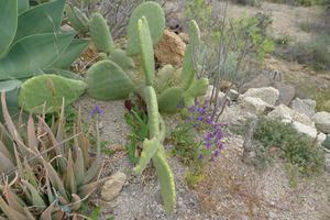 Kaktus a kytí
