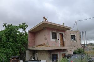 Psi na střeše