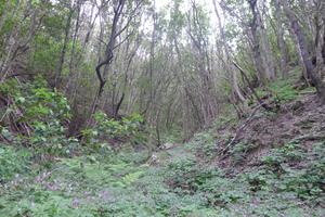 Vavřínový prales
