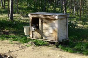 Husky v boudě